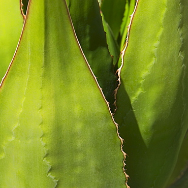 Close up of agave cactus plant