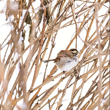 White-throated sparrow, New York City, USA