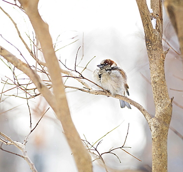 White-throated sparrow, New York City, USA