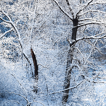 Tree covered with snow in Central Park, New York City, USA