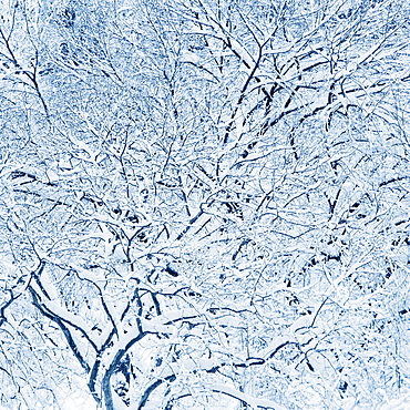 USA, New York, New York City, trees covered with snow in winter