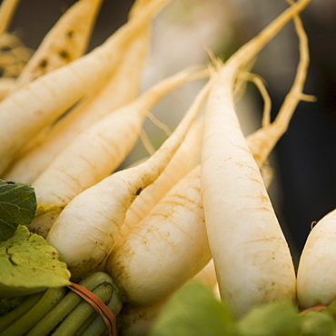 Fresh radish