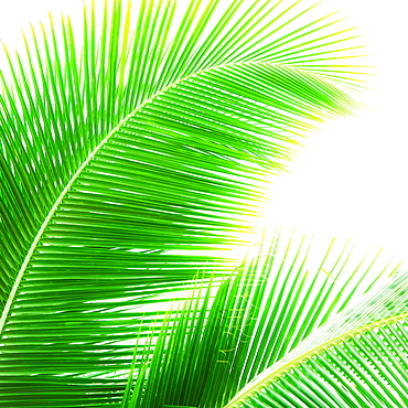 Palm leaves