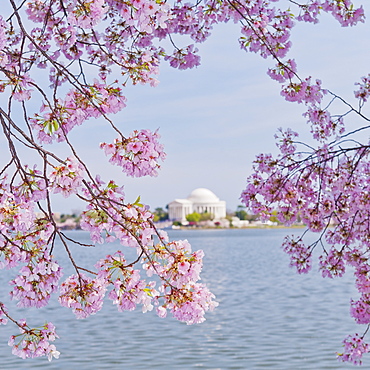 Cherry tree in blossom with Jefferson Memorial in background