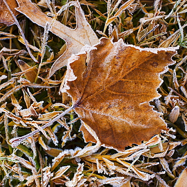 Autumn leaf