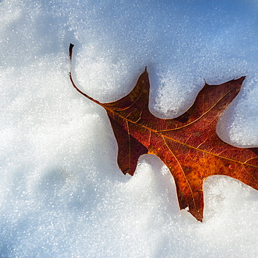 Leaf on snow, Walden Pond, Concord, Massachusetts