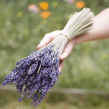 Hands holding a bunch of  lavender