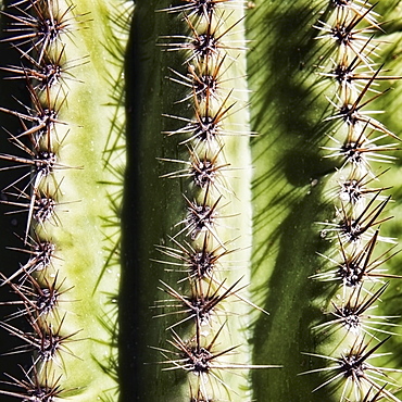 Full frame of saguaro cactus