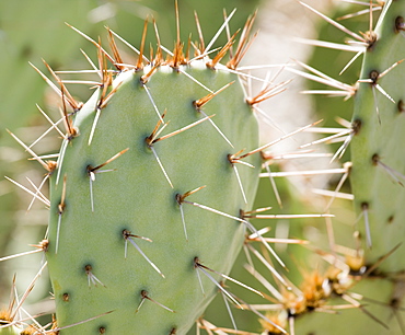 Close up of cactus, Arizona, United States