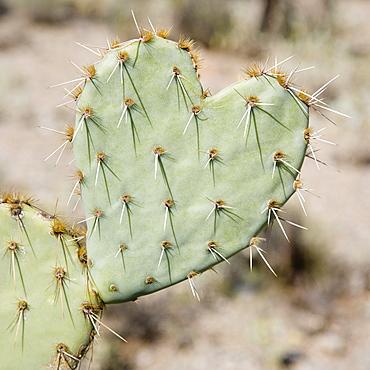 Close up of heart-shaped cactus, Arizona, United States