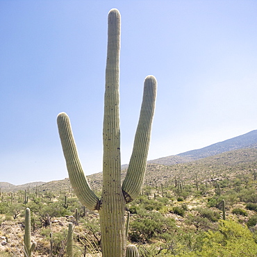 Cactus with mountain in background, Arizona, United States