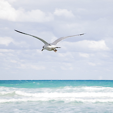 Seagull flying over ocean