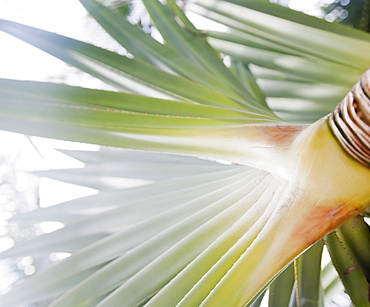 Close up of tropical plant