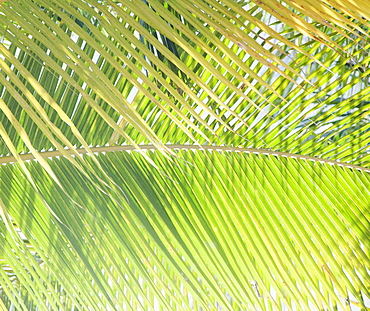 Close up of tropical leaves