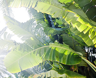 Tropical leaves