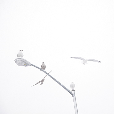 USA, New York State, Rockaway Beach, seagulls perching on street lamp