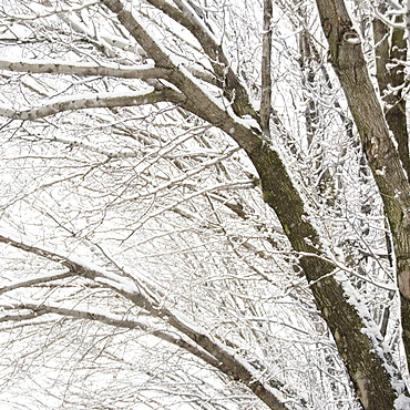 USA, New York State, Brooklyn, Williamsburg, snow on tree branches