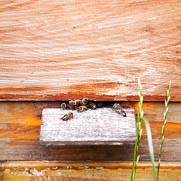 Ireland, County Westmeath, Bees in Beehive