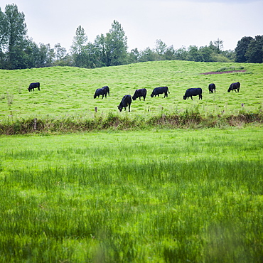 Ireland, County Westmeath, Cows in field