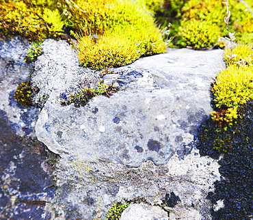 Ireland, County Westmeath, Moss on rock