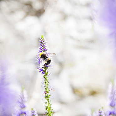 Bumble bee on lavender