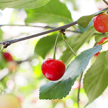 Cherries on cherry tree