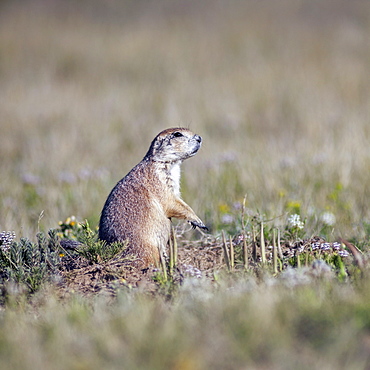 Devil's Tower National Monument, Prairie dog, Devil's Tower National Monument, Wyoming