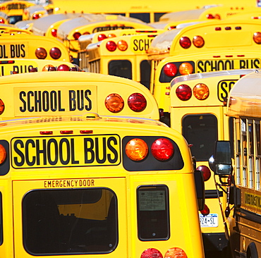 School buses parked in lines