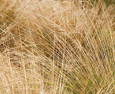 beach grass scene