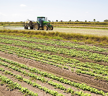 Tractor spraying field, Florida, United States