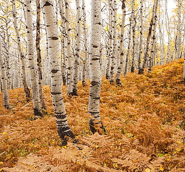 Aspen forest in autumn, Utah