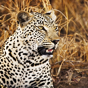 Close up of leopard