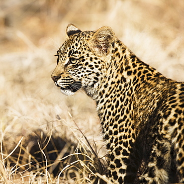 Close up of leopard cub