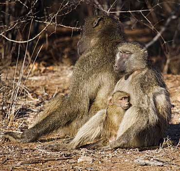 Baboon family with baby