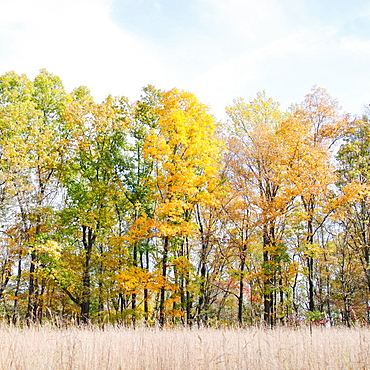 Field and trees in autumn, Mendham, New Jersey, USA