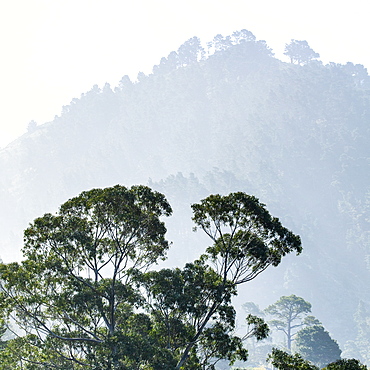 Trees in mist in Carmel-by-the-Sea, California, USA