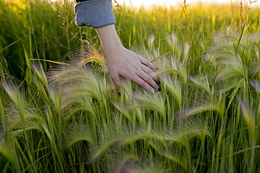 Woman's hand touching wheat