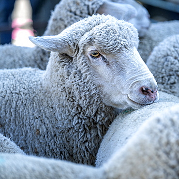 Sheep in Sun Valley, Idaho, United States of America