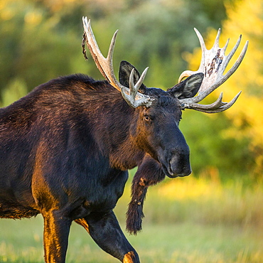 Bull moose in field in Picabo, Idaho, United States of America