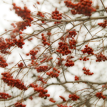 Closeup of trees with many branches