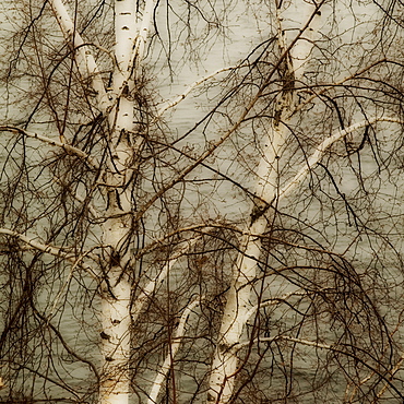 Closeup of tree branches