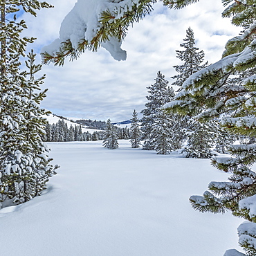 Snow on pine trees