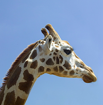 Profile of a giraffe's head