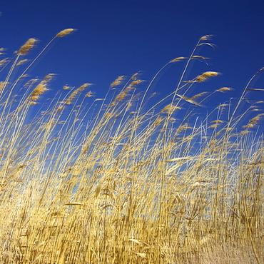 Amber waves of grain