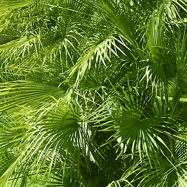 Lush green foliage