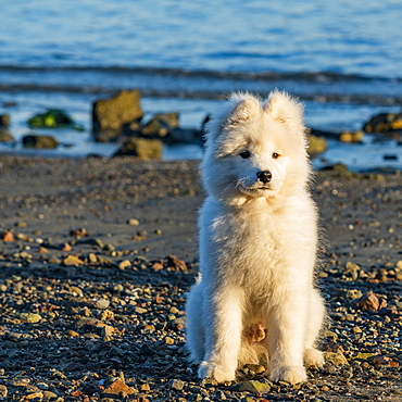 USA, California, San Francisco, Portrait of samoyed puppy on beach