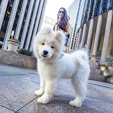 USA, California, San Francisco, Samoyed puppy on walk in city