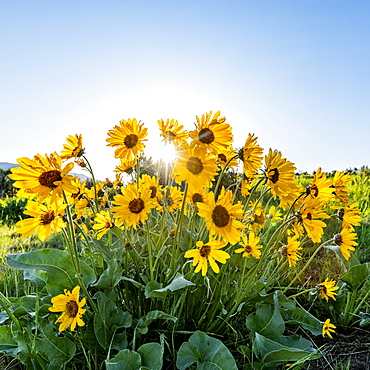 USA, Idaho, Boise, Arrowleaf Balsamroot in bloom