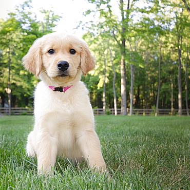 Golden Retriever puppy sitting on grass