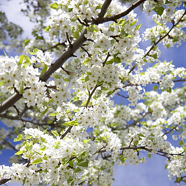 Flowering apple tree